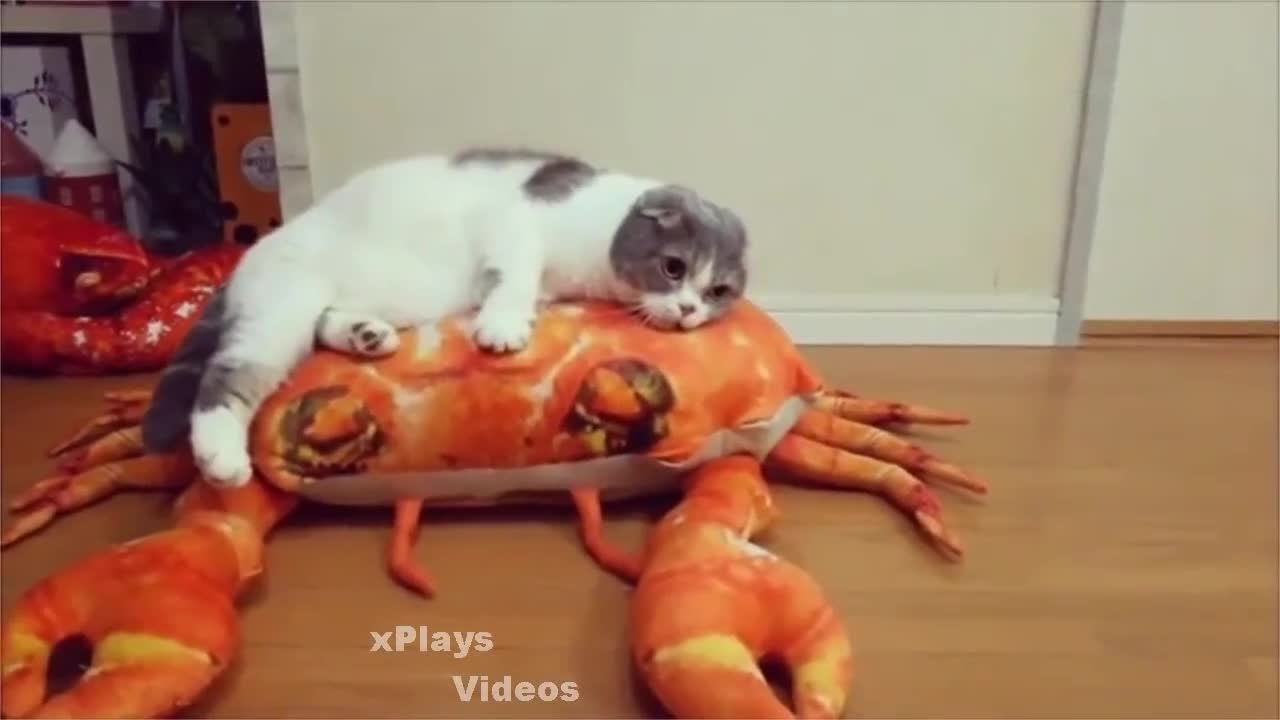 GATOS MUY CHISTOSOS
