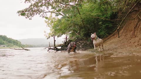 Two dogs running in the riverside