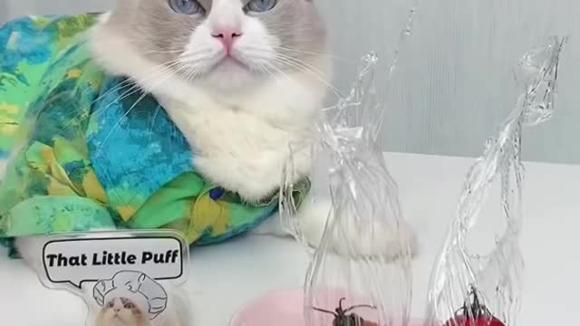 Check. This. Out! #thatlittlepuff #whatshouldpuffdo #shorts