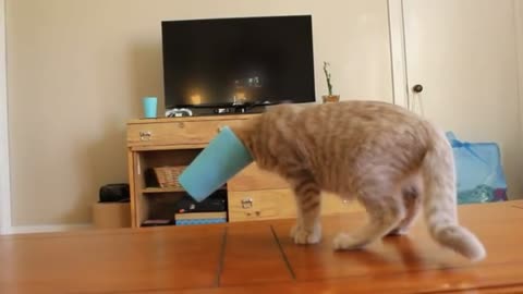 funny compilation of videos with cats