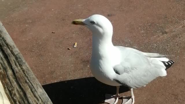 This Cute Gull is A Real Thief