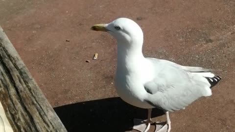 This Cute Gull is A Real Thief