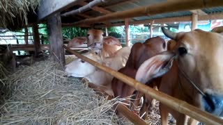 Herd Of cows in grandfather farm