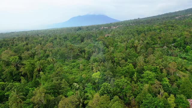 One of the largest palm plantations is the fruit