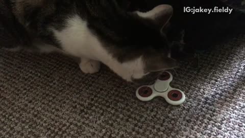 Cat plays with fidget spinner