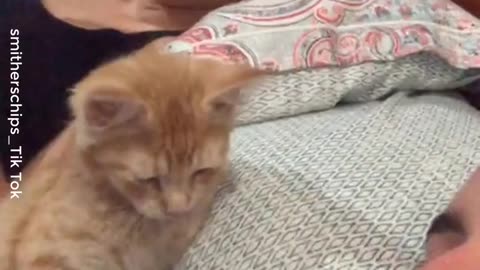 Cats Who Love To Cuddle