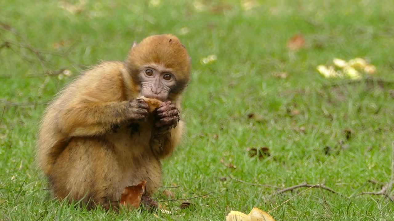 Eating monkey in jungle😊