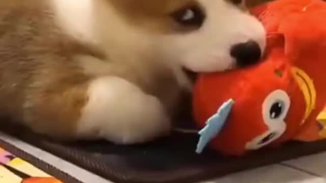 Cute and Funny Dog Video Compilation