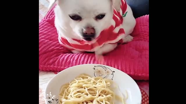 CUTE PETS SERIES: PUPPY EATS NOODLE