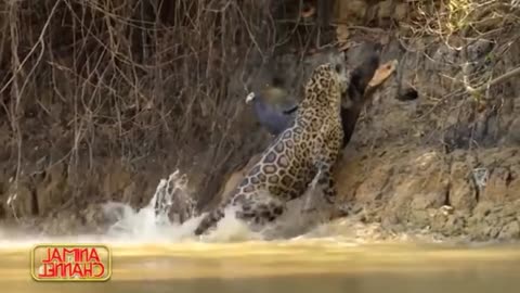 Big cat amazing clip,,