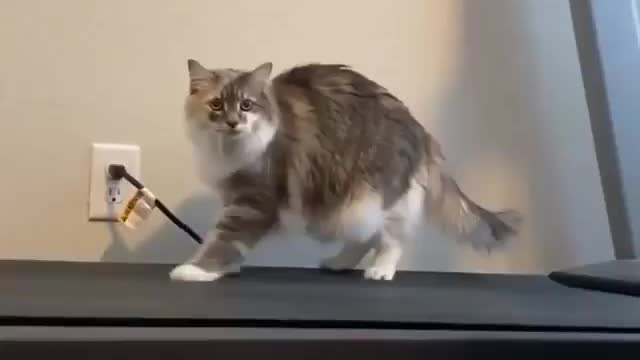 The way he landed 😹😻