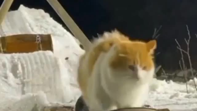 Amazing animals prank videos funny 😁😂 u