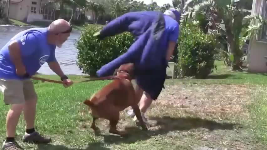 How to make dog become aggressive istantly with few simple tricks