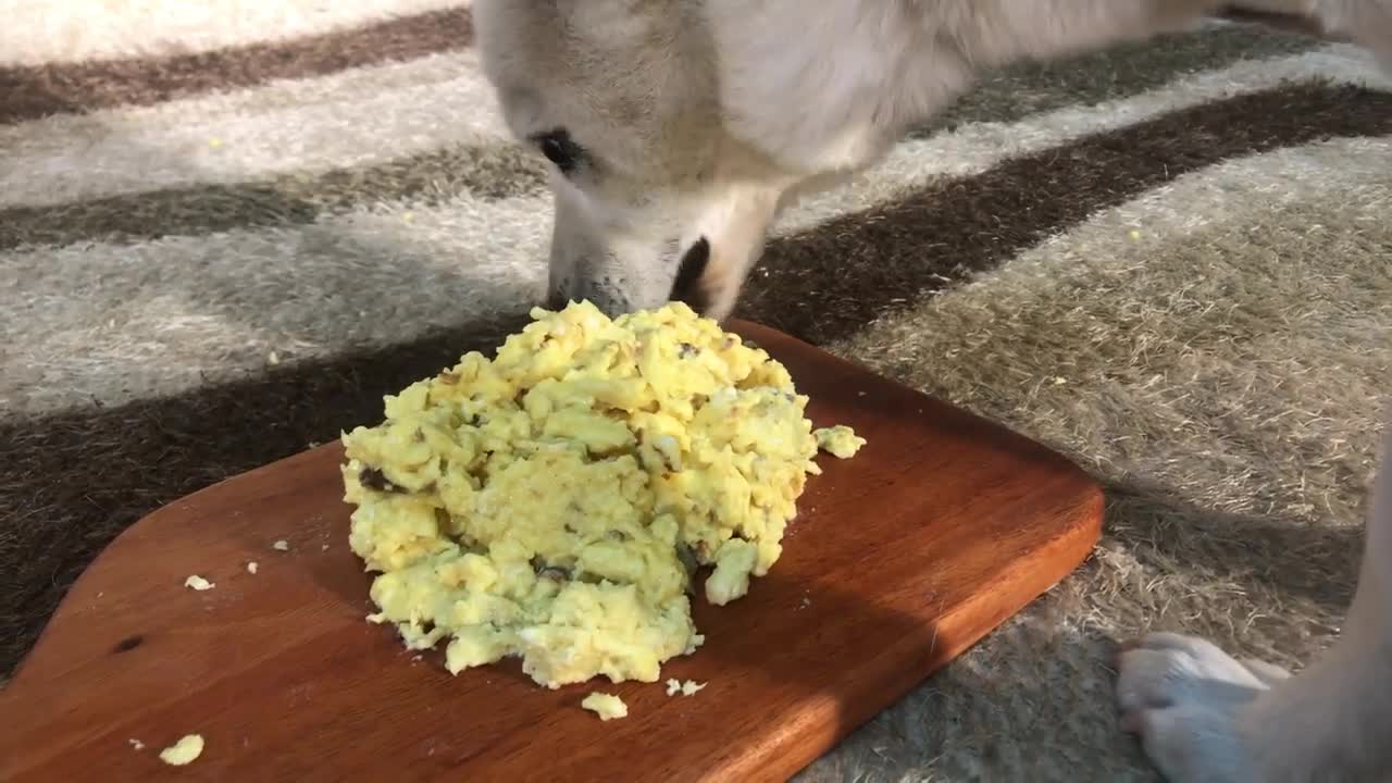 Dog eating egg scramble