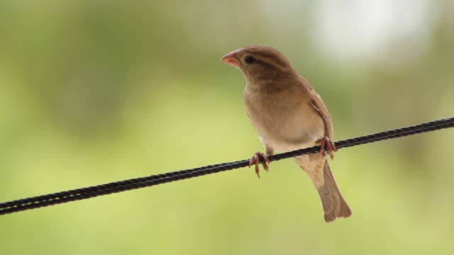 Close-up View Of A Brown Bird Perched On A Wire