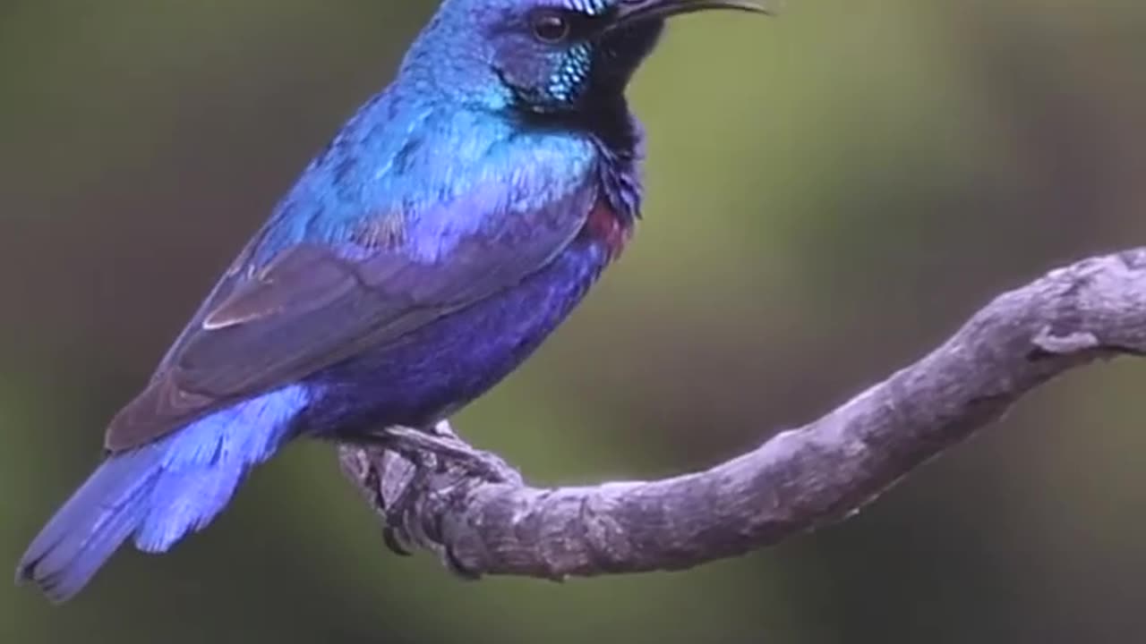 Wildlife's & Funs
