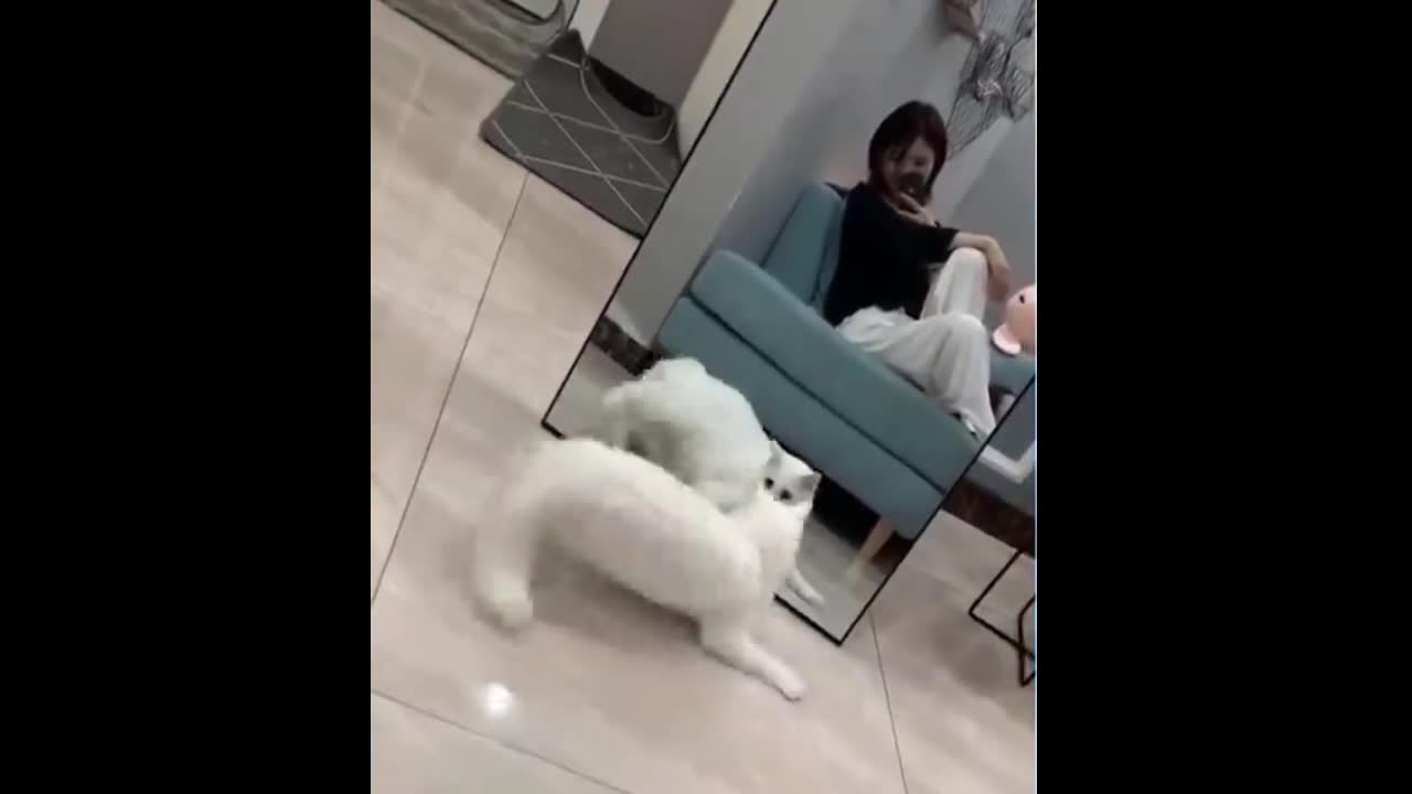 Cat Puzzled by Mirror