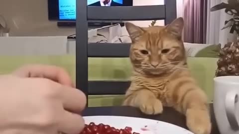 funny animal videos part 3