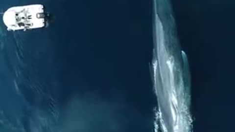 World biggest blue whale
