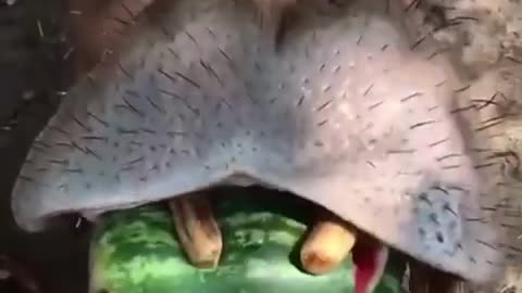 hippopotamus eats watermelon