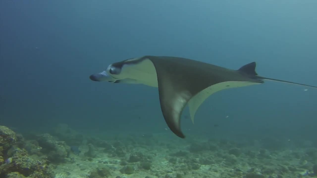 Diving with manta ray