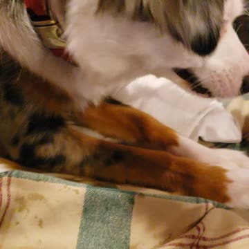 Coco loves Chick-fil-A ice! Dog's Head in Cup!
