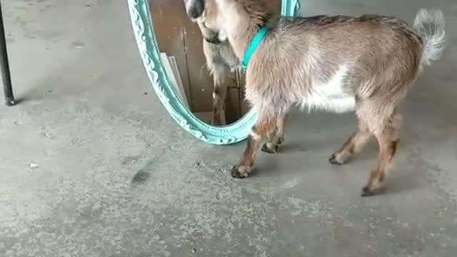 a goat kills itself when it looks at itself in a mirror