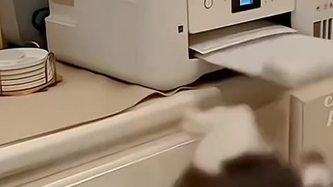 Funny cats and dog