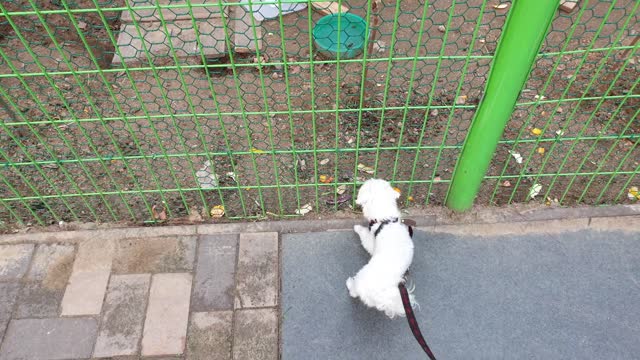 A puppy curious about rabbits