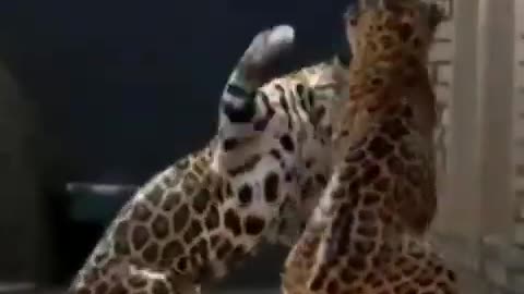 Jaguar figth