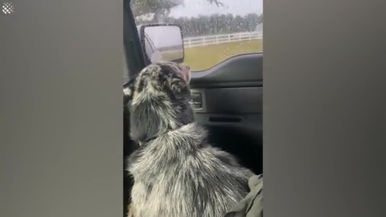 Upset dog thinks new baby cow is its replacement