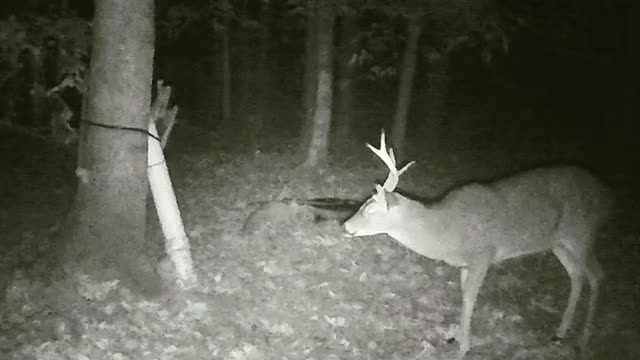 Unique buck