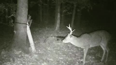 Unique buck