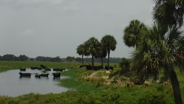 Cattle Ranching In Desoto (Arcadia) Florida.