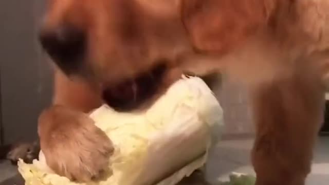The owner has no income. Recently, the dog can only eat vegetables