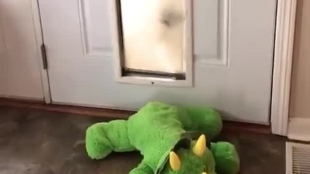 ‘You’re coming with me, dino.’