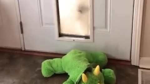 ‘You’re coming with me, dino.’