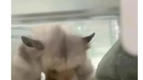 Me in exam meme video very funny PLEASE WATCH$$$$
