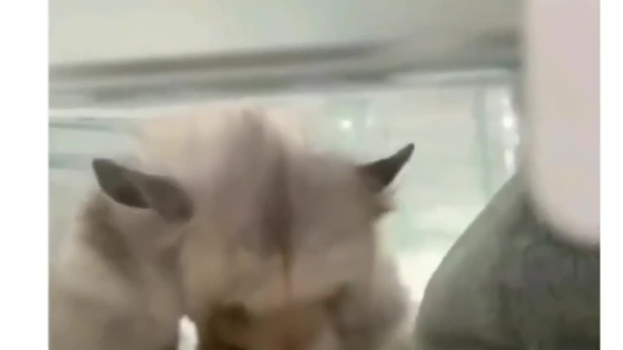 Me in exam meme video very funny PLEASE WATCH$$$$