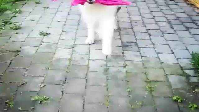 When it’s about to rain and you actually have an ready