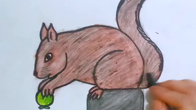 Learn to draw squirrels |