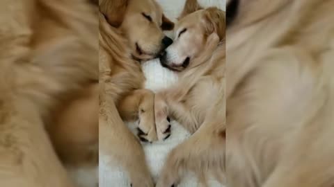 Cute Adorable Puppies, you can't ignore😍