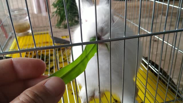 cute rabbit eating leaf