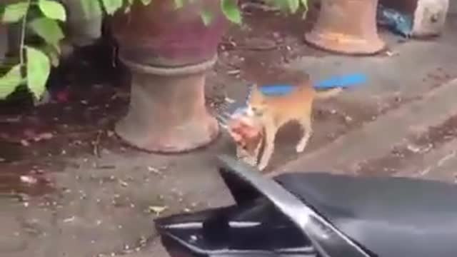 Adorable kitty bringing food for its siblings ❤️