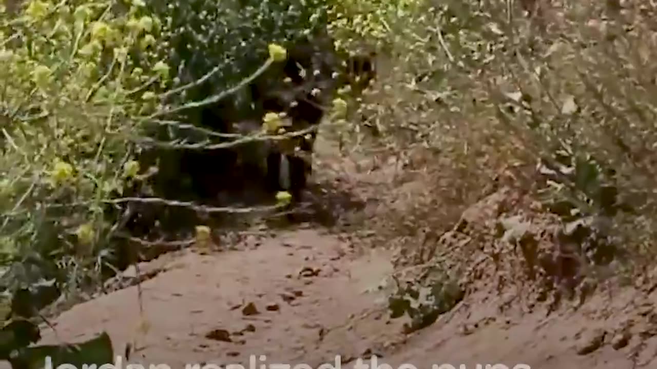 Puppies Found in Desert Revisit Spot They Were Found With New Dad | The Dodo