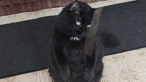 No kitty can resist the bead chain