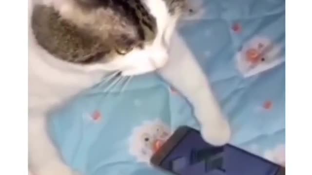 Cute cat use to mobile and full enjoy ! most funny video !