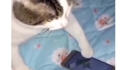 Cute cat use to mobile and full enjoy ! most funny video !