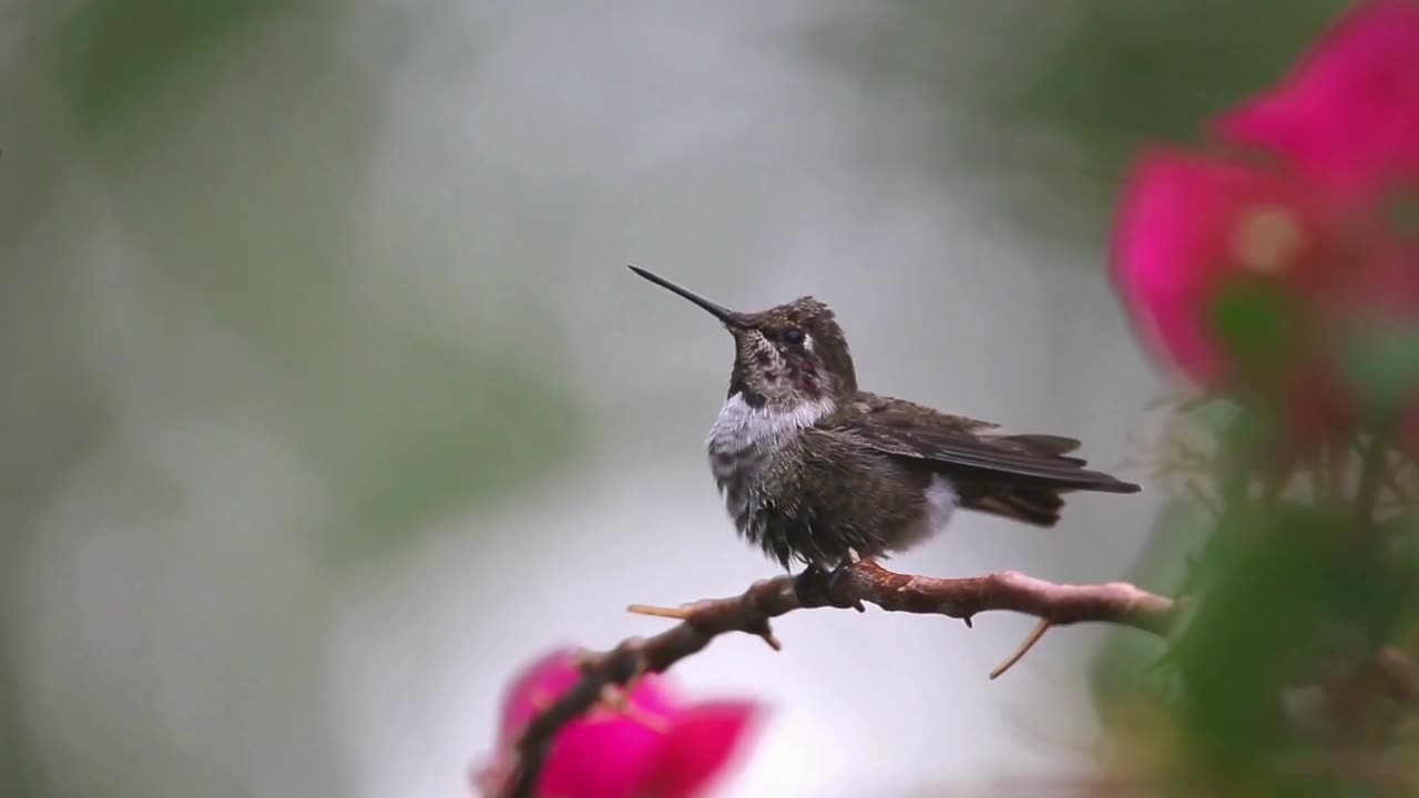 beautiful forest birds