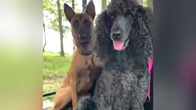 Belgian Malinois puppy overcomes her fear of noisy cart. Doesn’t leave much room for driver.